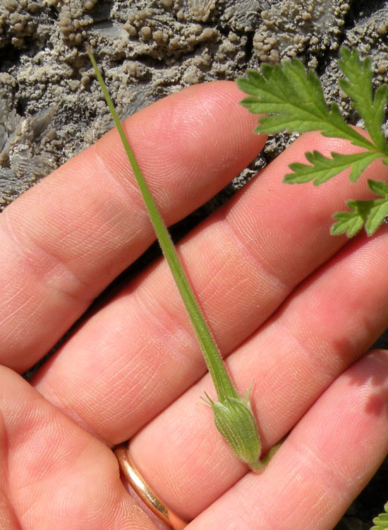 Erodium ciconium